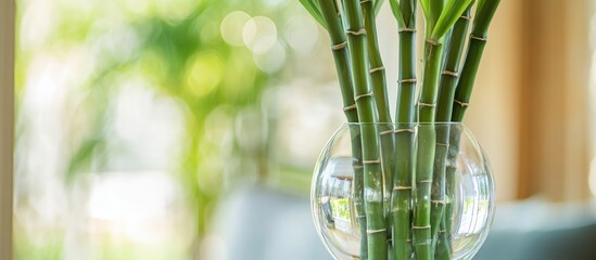 Elegant bamboo stalks in a glass vase with mirror reflection enhancing modern home decor and...