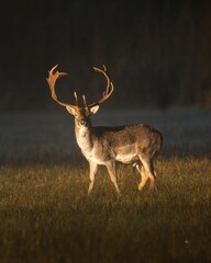 Majestic deer in sunlit meadow
