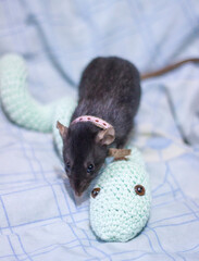 A funny rat with a collar plays with a knitted snake