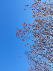 branches against the sky