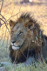 The Savana's King
