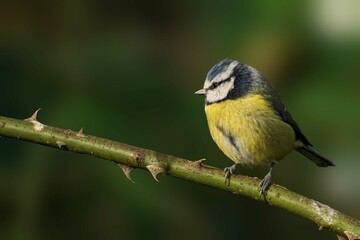 Fototapeta premium Blue tit on thorny branch