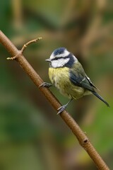 Blue Tit on a Branch