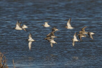 Flock of Sandpipers in Flight