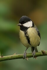 Great tit perched on a branch with blurred background.