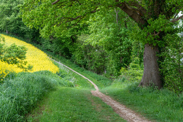 Feldweg an einem Rapsfeld, Schleswig-Holstein, Deutschland