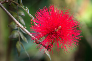 Closeup of colorful red powderpuff flower blooming with a pollinating bee against a blurry natural background of greenery and foliage