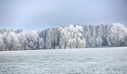 impressive view on snow covered trees
