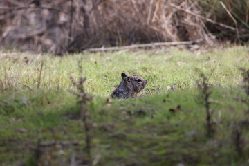 Cute gopher coming out of hole