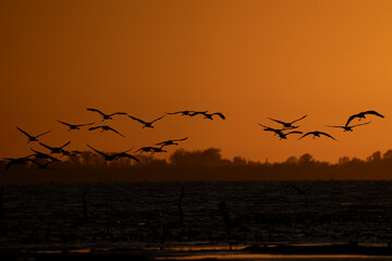 Flock of Birds Silhouetted Against Sunset Over Water 300dpi
