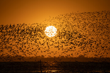 Flock of Birds Silhouetted Against Sunset Over Water 300dpi