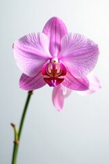 Obraz premium Delicate petals of rosy orchid gently unfold on white background, botanical, delicate