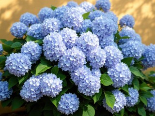 Beautiful Blue Hydrangea Flowers in Full Bloom