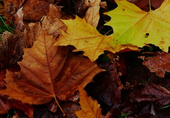 Dry colorful autumn leaf on the floor fall background