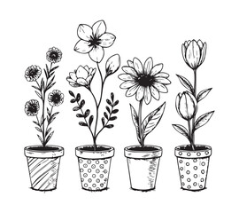 Black and white Set of continuous one line drawing of a flowers in a pots