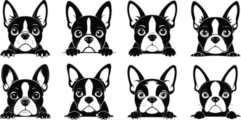 Boston Terrier dog face peeking over front paws vector illustration design