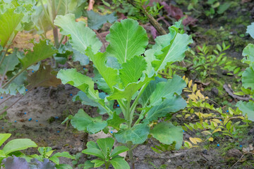 Decorative cabbage seedling are planted in village garden. Growing green cabbage in cottage garden. Gardening. Sunny day.