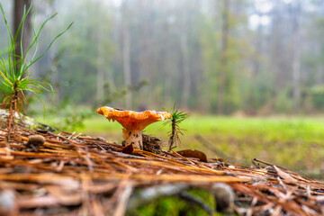 Low angle Photograph of a Mushroom growing in a foggy misty forest