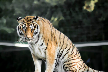 Un beau tigre au regard perçant.