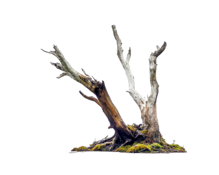 Isolated Dead Tree Stump with Moss