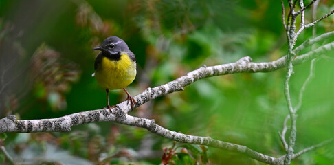 Gebirgsstelze // Grey wagtail (Motacilla cinerea)