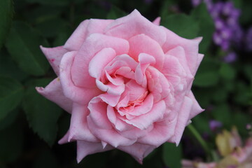 Macro front view of a light pink rose in a lush garden