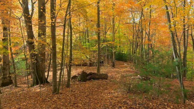 Dolly shot moving through the vibrant yellows of autumn colors in the Blue Ridge Mountains of North Carolina, USA.