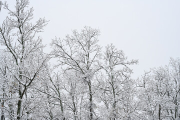 Snow-covered bare trees against cloudy sky. A serene winter scene featuring bare trees covered in snow, set against a pale cloudy sky in a quiet forest. Igenada national Park 2024

