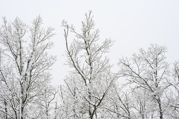 Snow-covered bare trees against cloudy sky. A serene winter scene featuring bare trees covered in snow, set against a pale cloudy sky in a quiet forest. Igenada national Park 2024

