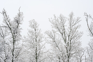 Snow-covered bare trees against cloudy sky. A serene winter scene featuring bare trees covered in snow, set against a pale cloudy sky in a quiet forest. Igenada national Park 2024


