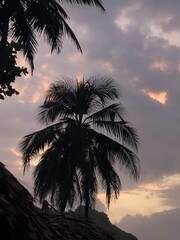Silhouette of a palm tree at sunset