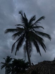 Palm tree at blue hour