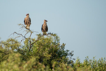 Pair of caracaras perched on a tree branch, natural wildlife scene, 300dpi