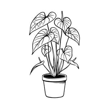 recommend clip art: Line art of a potted Anthurium plant with detailed leaves and stems.