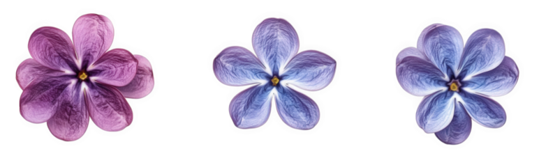 three stylized flowers. each with varying shades of purple. arranged in a row against a clean. white background the flowers have a delicate design. showcasing their petals' intricate textures and colo
