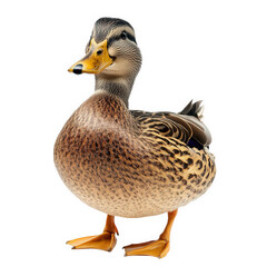realistic. detailed representation of a duck. showcasing its distinct coloration and features this depiction could serve various purposes. such as educational content. art. or decorative use