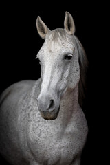 white horse portrait