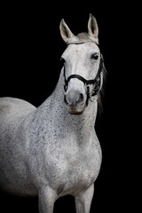 Obraz premium white horse portrait