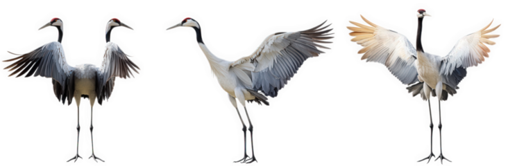 three elegant cranes in various poses. showcasing their long legs. slender bodies. and distinctive red crowns the first crane stands upright. the second displays its wings. and the third is in a simil