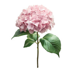 a delicate pink hydrangea flower with lush green leaves. showcasing its vibrant petals and natural beauty floral aesthetics. suitable for decoration or botanical studies