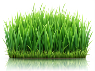A realistic fresh green grass horizontal isolated on transparent background