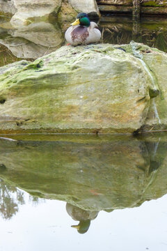 The Majestic Reflection: A Serene Entender Drake Perched on a Rock in the Carp Pond of D&uuml;sseldorf's Japanese Garden