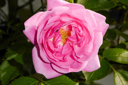 Exquisite Beauty Unveiled: A Captivating Aerial Close-Up of the Elbflorenz Rose Blossom, Showcasing its Enchanting Petals in Full Bloom. A little ant is crawling.
