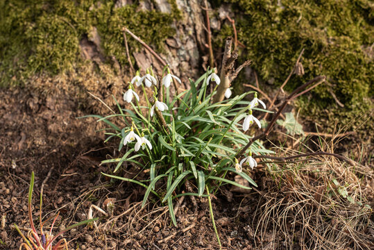a group of white snowdrops in a garden