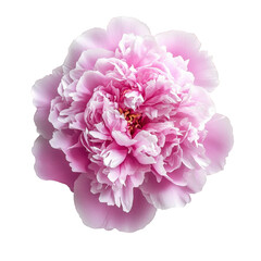 vibrant pink peony flower with lush petals. showcasing its intricate layers and soft texture against a white background the composition emphasizes the flower's beauty and elegance. making it suitable