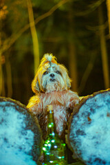 shih tzu dog with a bottle at night in winter in the forest