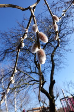 Witness the Gentle Sign of Spring with the White Catkins in February as They Flourish on Delicate Branches Against a Blue Sky and Sun's Warmth