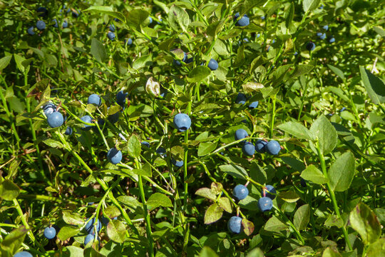 Sun-Kissed Delights: Ripe, Wild Blueberries Glistening on Sunlit Shrubs, a True Forest Treasure