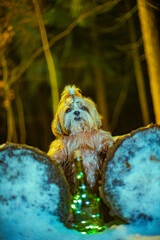 shih tzu dog with a bottle at night in winter in the forest