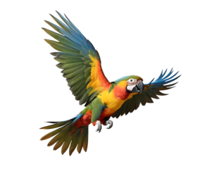 Vibrant Macaw Soaring Through the Air